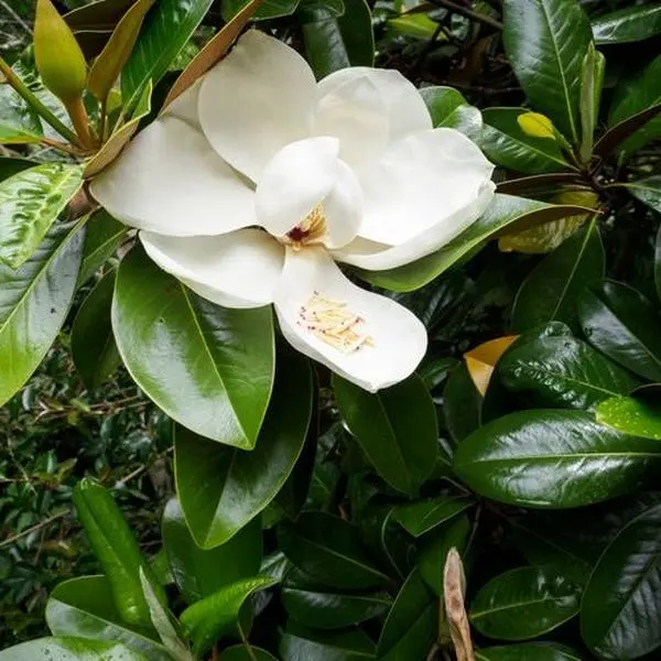 Southern Magnolia Tree Live Plant 12-24" Tall Potted Tree