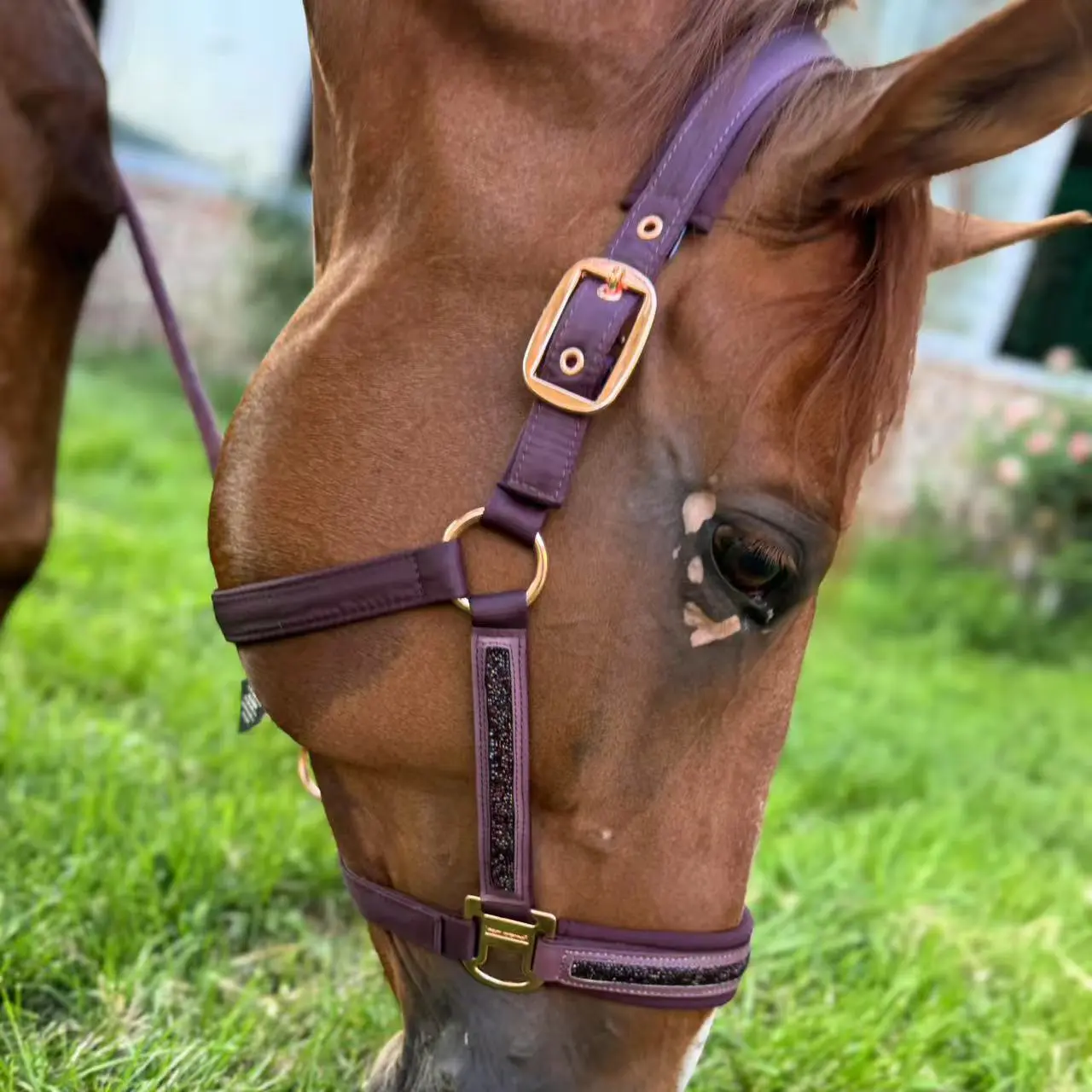 Horse Headcollar, Classic Sports Horse Halter, Shiny Rhinestone Decor Headstall, Equestrian Supplies for Outdoor Riding, Riding Gear