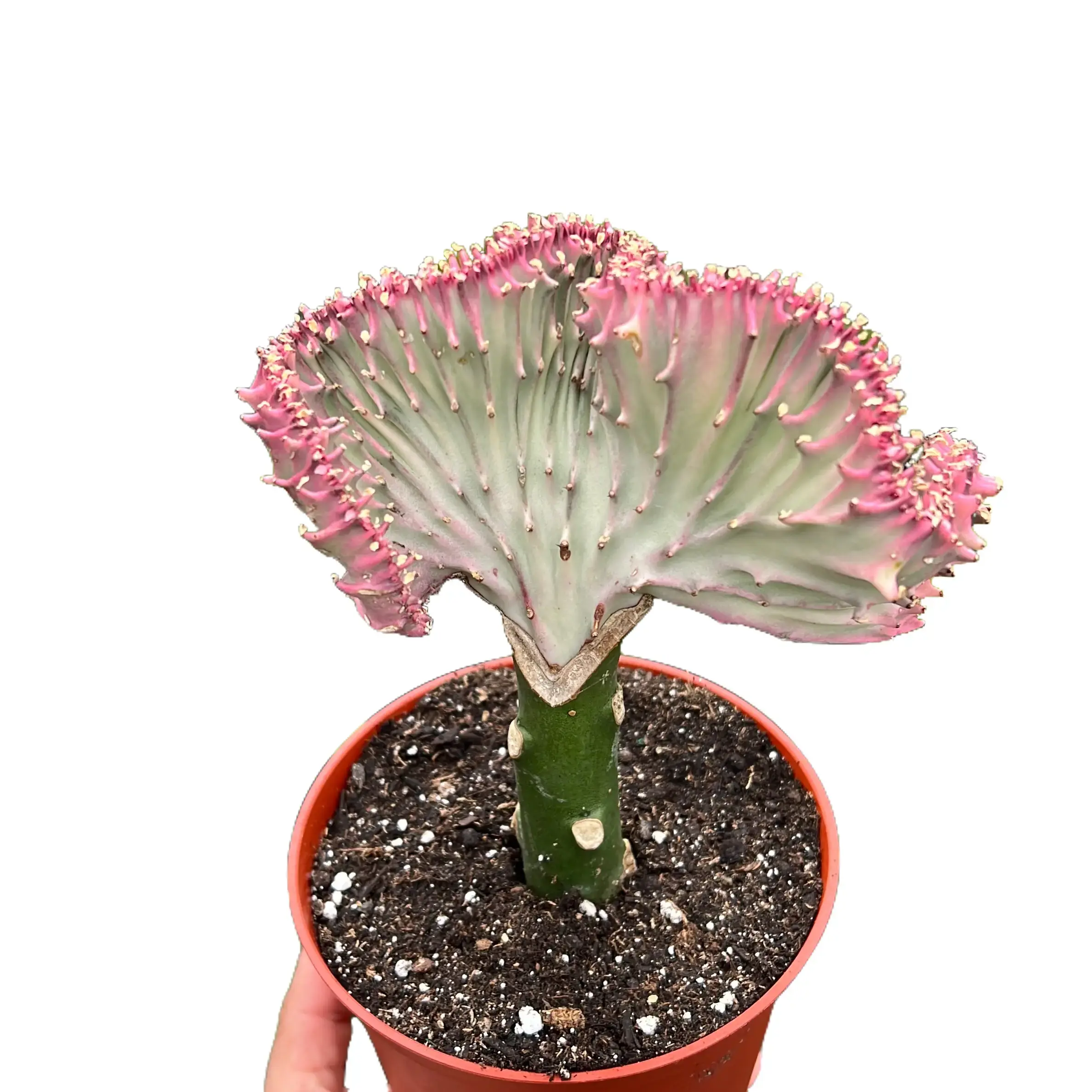 Mermaid Tail Cactus | Coral Cactus | House Plants | Euphorbia | Home & Garden