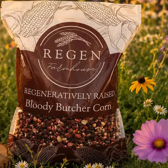 Bloody Butcher Corn, biodegradeabable bags, 5 lbs Regenerative, best cornbread,Bloody Butcher is a historic heirloom corn variety known for its deep red kernels that give it a rustic, yet striking appearance. Cormbread,hominy,tortillas & baked goods.