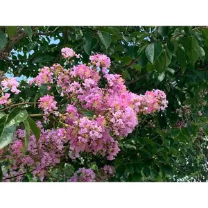 Green River 20 Splash Of Pink Cape Myrtle Seeds - Vibrant Multi-Tone Petals, Cottage Garden Beauty, Flower Seed Pack, Perennial Blooming Accent, Summer Heat Tolerant, Pollinator Friendly Tree