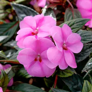 Impatiens SunPatiens® Vigorous Lavender Splash - 2.5" Pot / Box of 4.