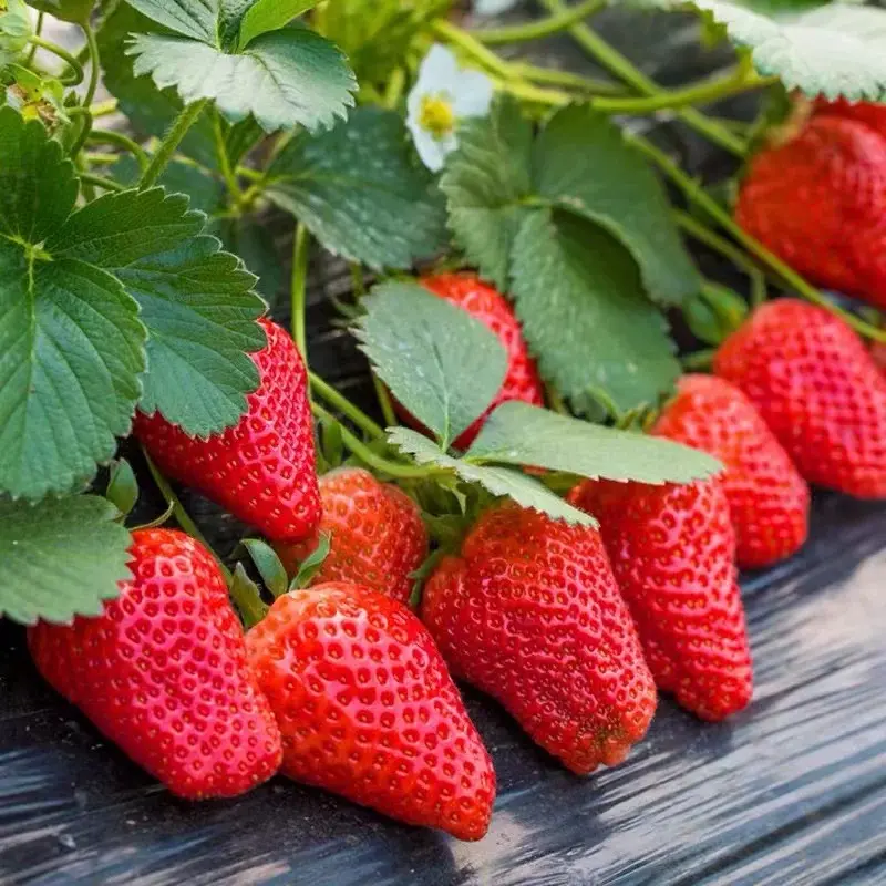 1000+ Seeds Perpetual Strawberry Four Seasons Strawberry Seeds Fruit Seed for Planting Heirloom Non-GMO Seed for Hydroponic Garden Sweet High Yields