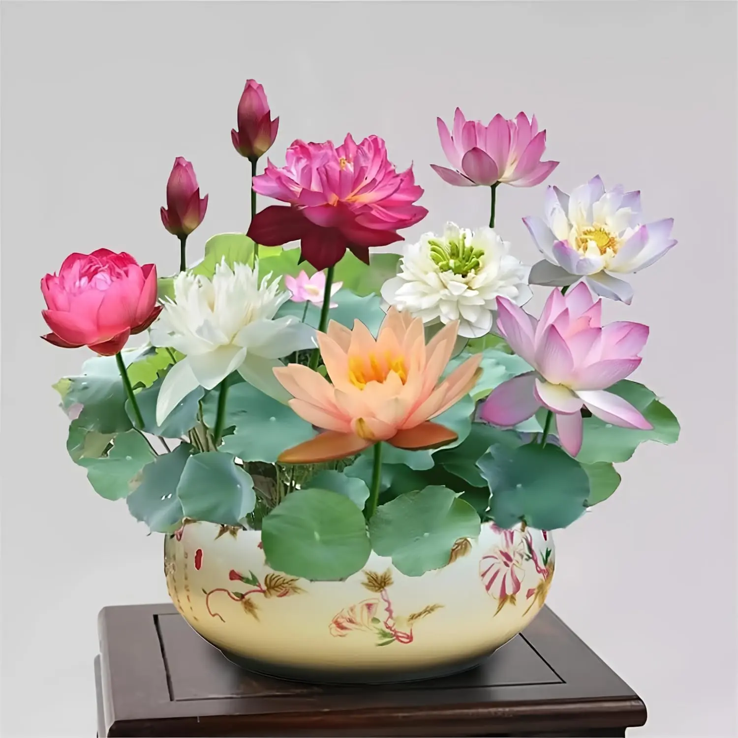 Premium Lotus Seeds for Water Gardens - 35 Colorful Bonsai Variety - Perfect for Ponds & Containers - Year-Round Beauty - Full Sun Thriving - Summer Growth