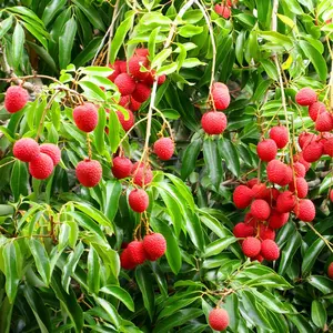 Mauritius Lychee Tree