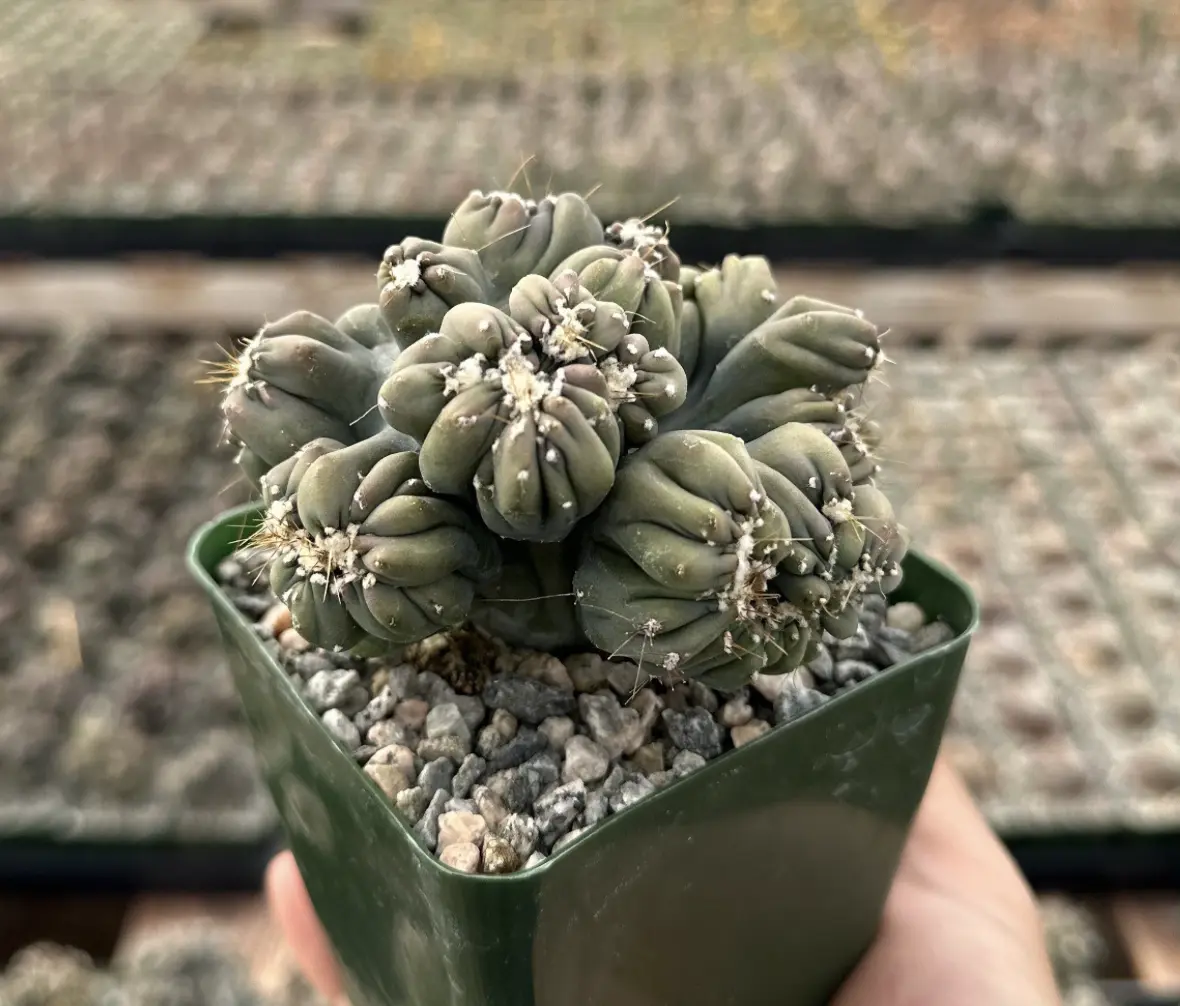 Ming Thing Cactus, Cereus Forbesii Monstrose, Rare Cactus, Small Cactus in 3.5" pot