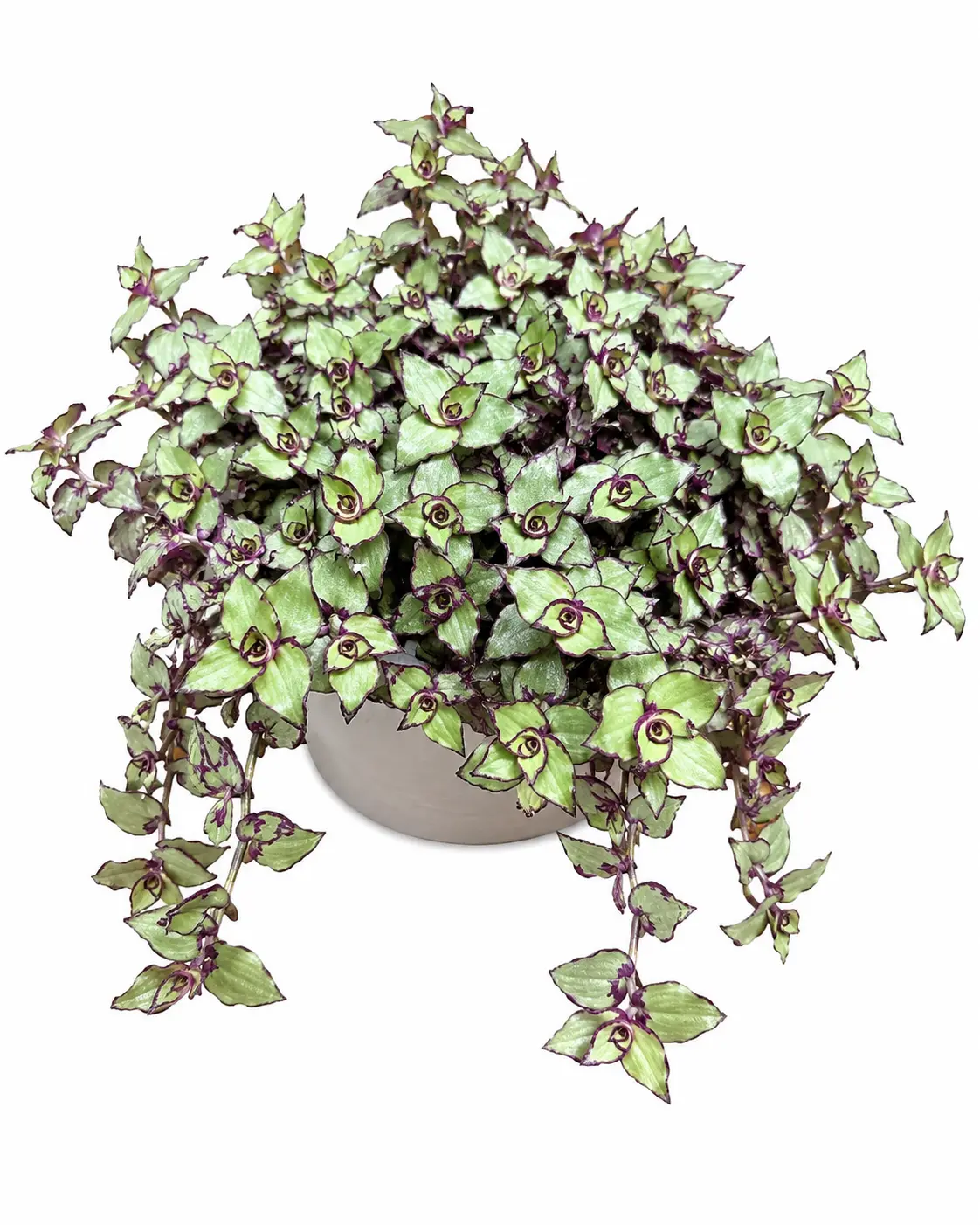 Dragon Tail Wandering Jew Plant Cuttings – Fresh Unrooted Cuttings – Easy to Root in Water or Soil – Rare Trailing Houseplant