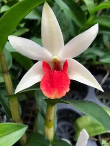 Den. Roongkamol Vejvarut Whole Plant Orchid with White and Red Accents in Natural Setting