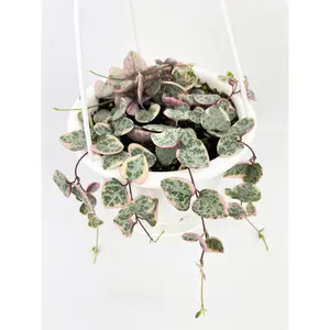 Variegated String of Hearts Succulent