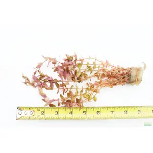 Rotala "Small Leaf" Macrandra