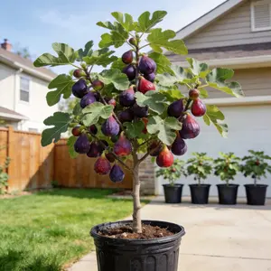 Mission Fig Tree Live Plant – Ficus carica, Perennial Fruit Tree, Hardy and Easy-to-Grow Starter Plant for Gardens & Yards