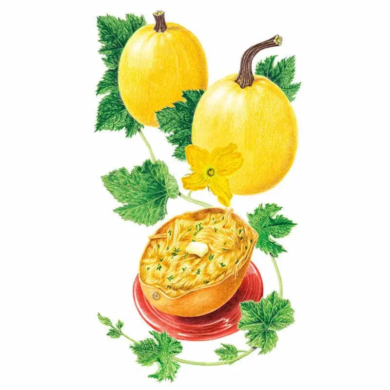 Angel Hair Winter Spaghetti Squash Seeds, Garden Plant Seeds for Home Gardening Supplies