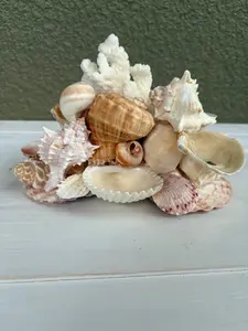 Seashell Jewelry Display - Real Sea Shell Holder for Rings Earrings Necklaces - 8.5x5.5x6 Inch Organiser Shelf for Coastal Decor