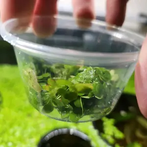 Giant Duckweed Live Aquarium Floating Plant Starter Pack Fast Growing Easy to Care for Betta & Shrimp Friendly Water Cleaner