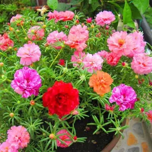 Portulaca Grandiflora Moss Rose Mixed Seeds 6 Pack x 6000 Seeds Quick Growing Nutrient-Rich Home Garden Raised Bed