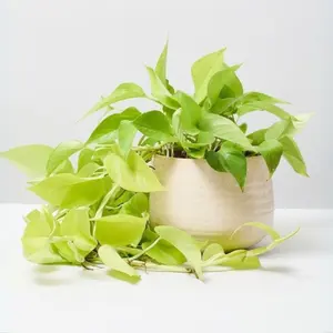 Pothos Neon Live Plant | Epipremnum Aureum Neon Pothos in 4 Inch Pot | Starter House Plant | Rooted Pothos Cuttings | Trailing Plants Houseplant Gift