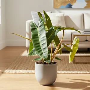 Philodendron 'Billietiae'