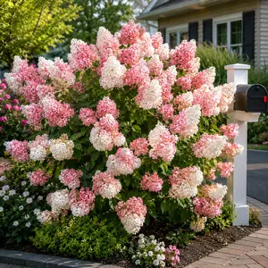 50 Strawberry Hydrangea Seeds – Romantic Pink and White Blooms – Cone-Shaped Clusters for Garden or Patio – Long Blooming Season