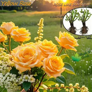 Yellow rose seedlings, large flowers, fragrant, double petals, garden ornamental plants