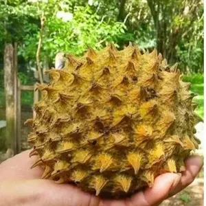 5 Seeds Soncoya Fruit Tree Seeds for Planting - Annona purpurea