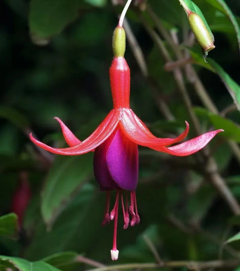 Fuchsia Magellanica David Shade Indoor Outdoor Garden Live Plant 2.5" Pot