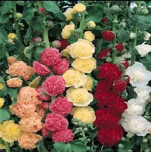 200pcs Double Hollyhock Seeds - Mixed Colors, Non-GMO Heirloom, Hardy Biennial for Vibrant &Tall Blooms