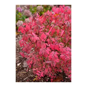 Roberta's 1-Piece Dwarf Fire Ball Burning Bush