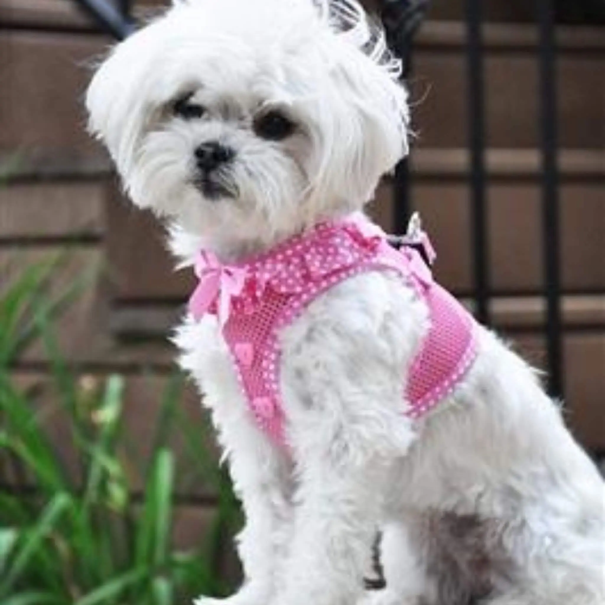 American River Polka Dot Step-in Dog Harness