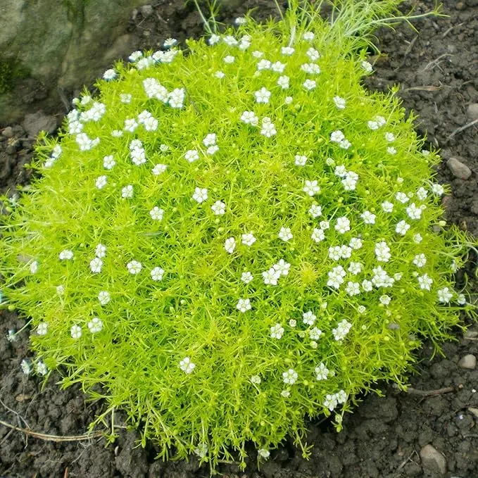 200Pcs Irish Moss Flower Seeds - Sagina Subulata Pearlwort Herb Seeds, Perennial Easy-to-Grow Ornamental Ground Cover for Garden Lawn Substitution