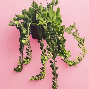 Trailing Jade 6 Inch Potted Plant - Ideal for Indoor Decor & Easy Care - Perfect for Beginners