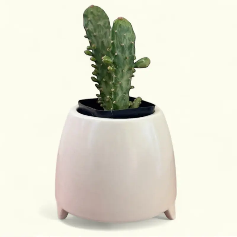 Opuntia Monacantha Drooping Prickly Pear Cactus in 2 Inch Pot - Compact, Easy to Care for, Thrives in Full Sunlight