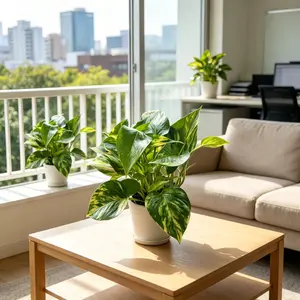 LZ03 / 4 Inch Potted Spot Variegated Golden Pothos Live Houseplant, Trailing Devil’s Ivy With Heart Leaves Scattered With Soft Golden Spots, Easy-Care Tropical Vine for Desktops, Small Shelves & Compact Modern Indoor Home Decor