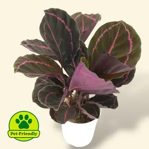 Calathea Dottie 4” - Pet Safe Prayer Plant Live House Plant