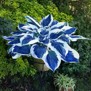 Hosta Seeds – 100 Blue Hosta Plants Leaves with White Edges, Medium-Sized Wavy Foliage Perennials for Shade Gardens, Borders & Landscaping