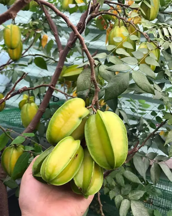 Sweet Starfruit Plant Yellow Averrhoa Tree Carambola Bell Seedling Potted Star Fruit Plant Tree 8 to 10 Inch Tall 4 Inch Pot