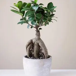 Ginseng Ficus Bonsai 6" - Healthy Indoor Plant with Green Leaves and White Pot