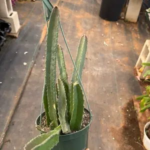 Stapelia 6 inch pot plant starfish cactus