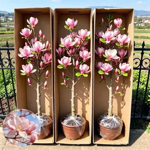 Magnolia Bonsai Tree Living Plant - Pink Flowers, Strong Roots for Daily Life, Seedlings and Large White Flowers for Beginners in Gardening, Perfect for Patio Balconies