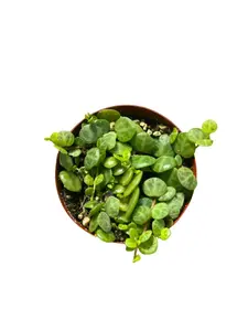 2.5" String of Turtles – Live Plant
