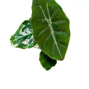 Alocasia X Chantrieri