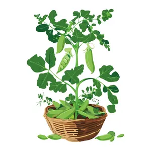 Patio Pride Snap Pea