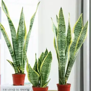 Live Snake Plant Dracaena Trifasciata Easy Care Air Purifying Indoor House Plant For Home Office Decor Golden Edge Snake Plant Sansevieria Laurentii Low Maintenance Indoor Desktop Floor Green Plant Gift