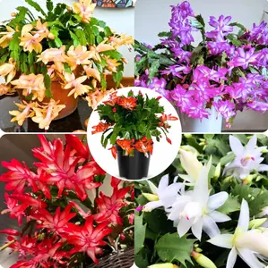 2 Mix Color Christmas Cactus Live Plant for Planting, Holiday Cactus Flowers 4 -6 Inch Tall in 3" Pot