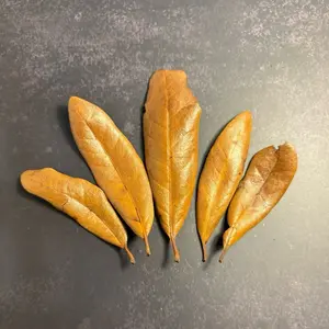 Double-sanitized oak leaf litter for reptile use