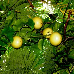 (10 seeds) Sweet Granadilla Yellow Passion Fruit Seeds (Passiflora ligularis) Climber Vine