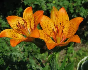 Lilium pensylvanicum | Siberian Lily | 5_Seeds