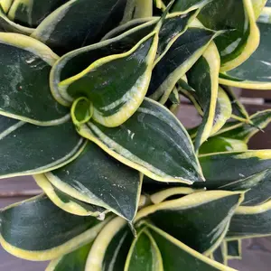 Snake Plant - Green & Yellow 4“