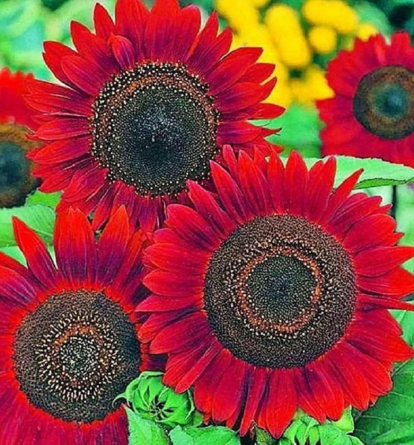 Sunflower Seeds for Planting (50 Seeds per Packet) - Easy to Grow a Diverse Sunflower Garden (Velvet Queen)