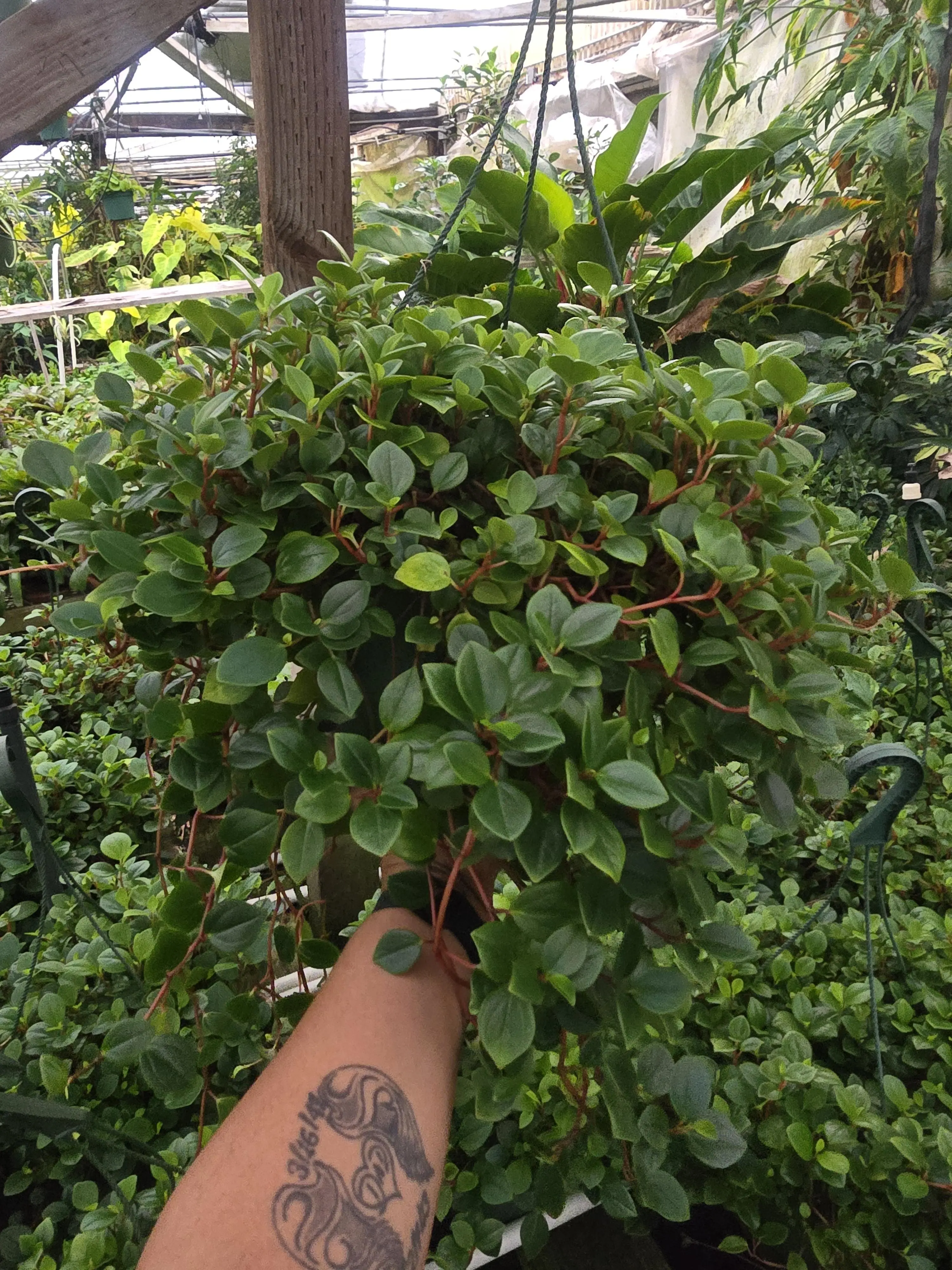 Peperomia Red Stem