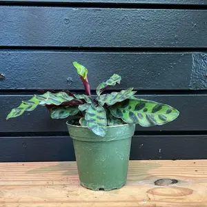 rattlesnake Calathea plant 4 inch pot
